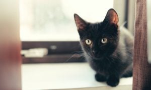 Čierna mačka podľa povery prináša smolu