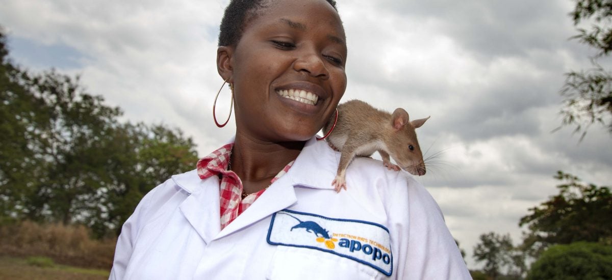 Potkan APOPO a pracovníčka organizácie