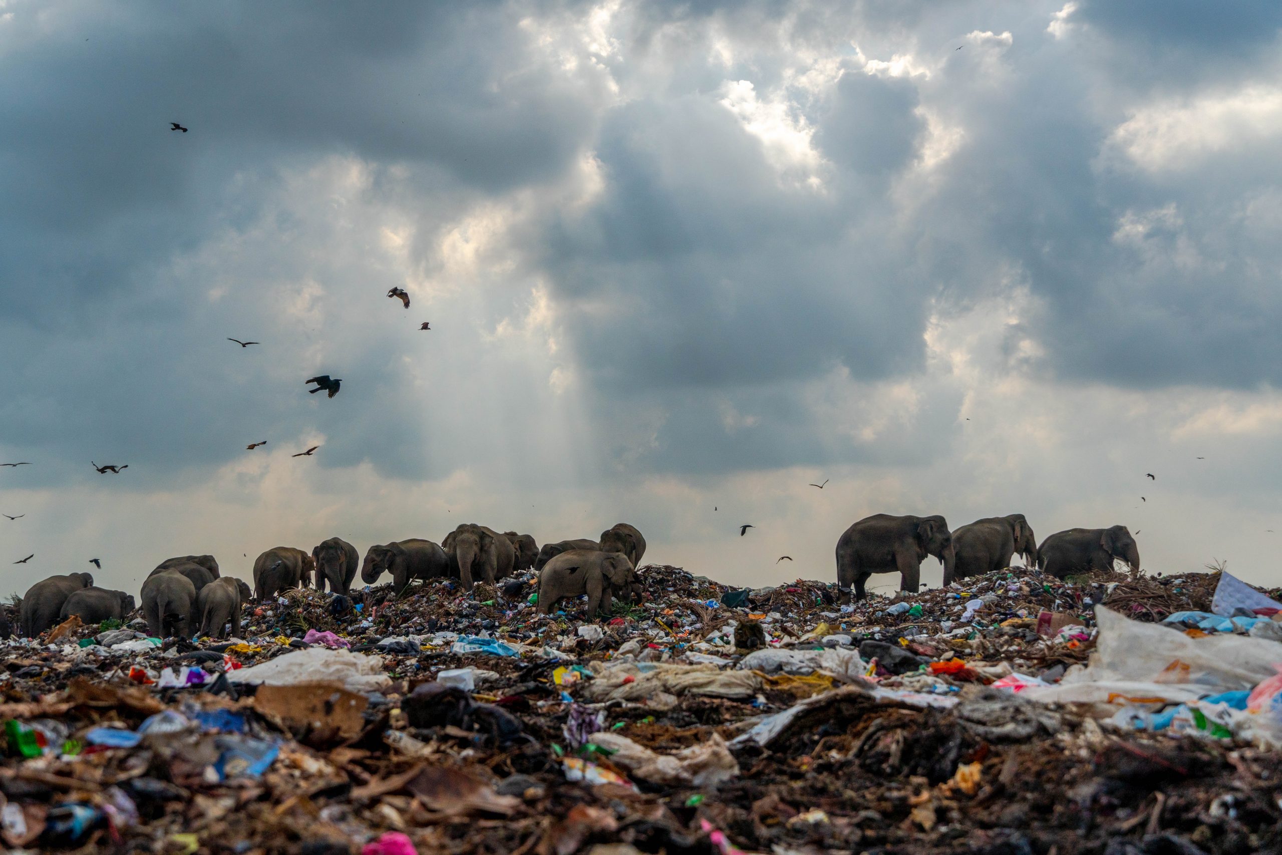 Slony jedia odpadky na skládke na Srí Lanke