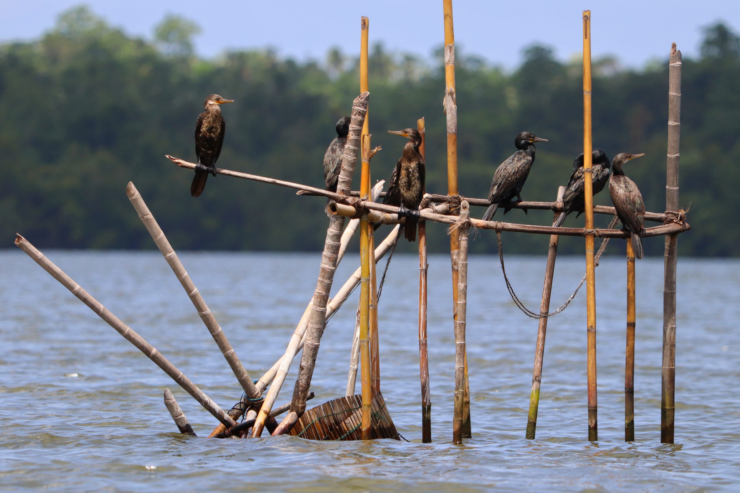 Vtáci sediaci na paliciach, ktoré im zanechali rybári