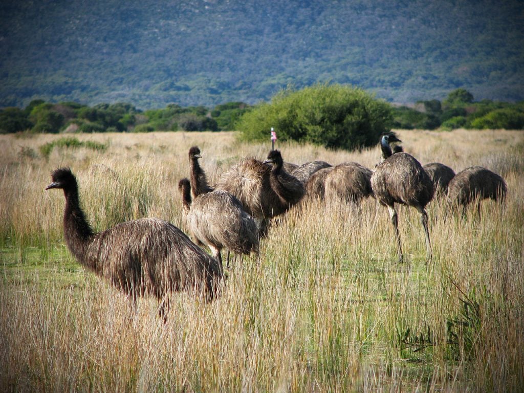Emu vytvárajú hliadkovacie skupiny. 