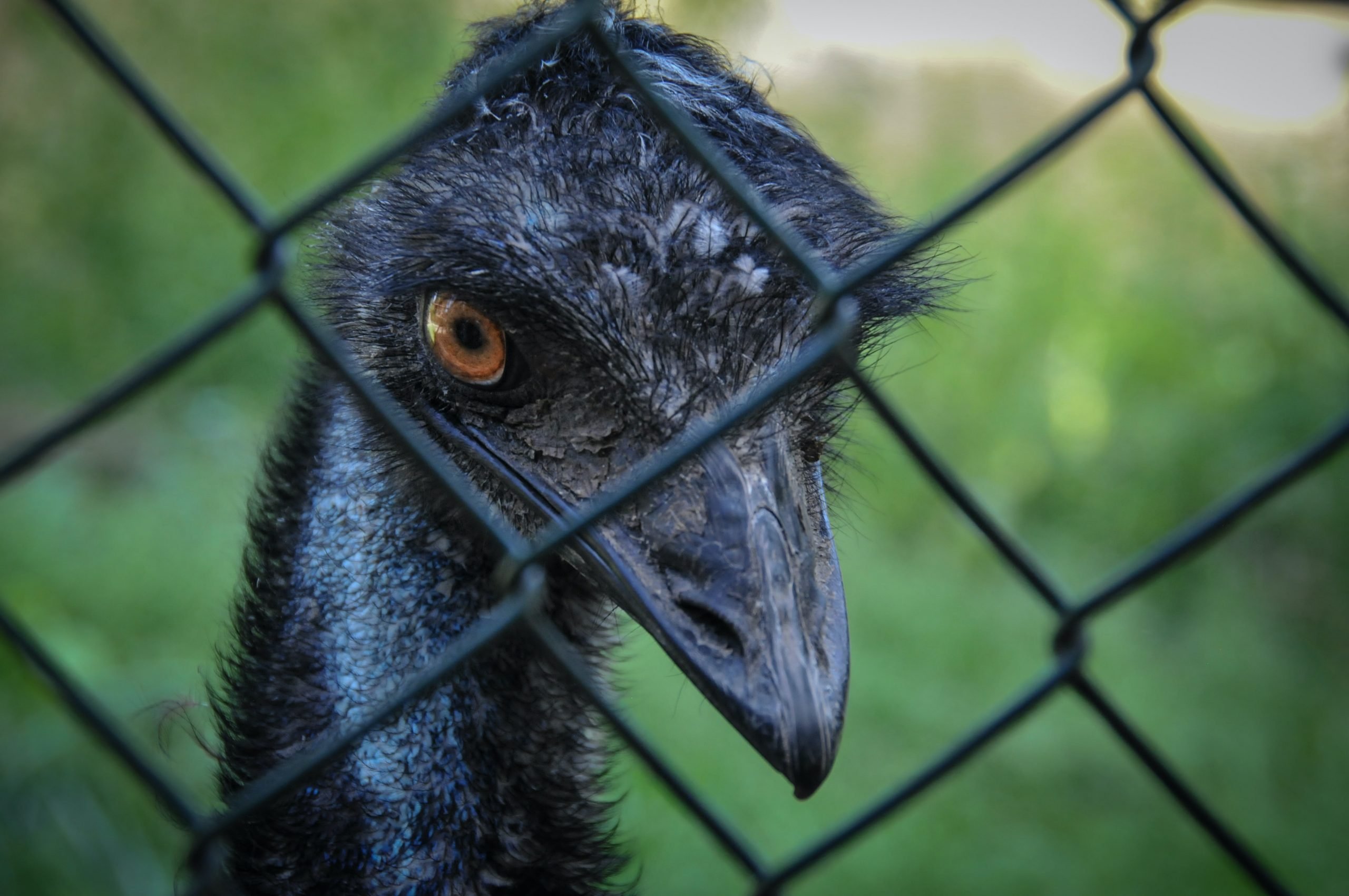Vojna proti emu bola pre zvieratá nekompromisná