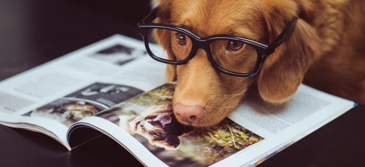 Pes s okuliarmi, ktorý vyzerá, že si číta knihu