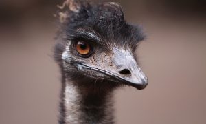 Emu