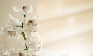 Orchidea