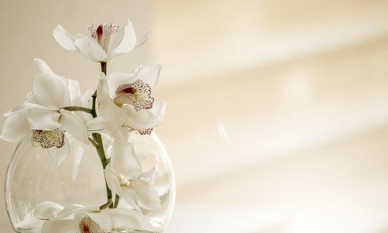 Orchidea