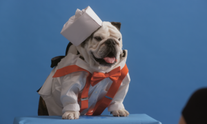 Pet Stars