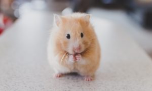 Toto sú tie najroztomilejšie snímky, aké si kedy videl
