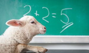 ovca a matematická rovnica
