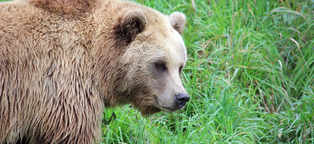 Medveď uprostred noci odvliekol ženu zo stanu, tragický koniec