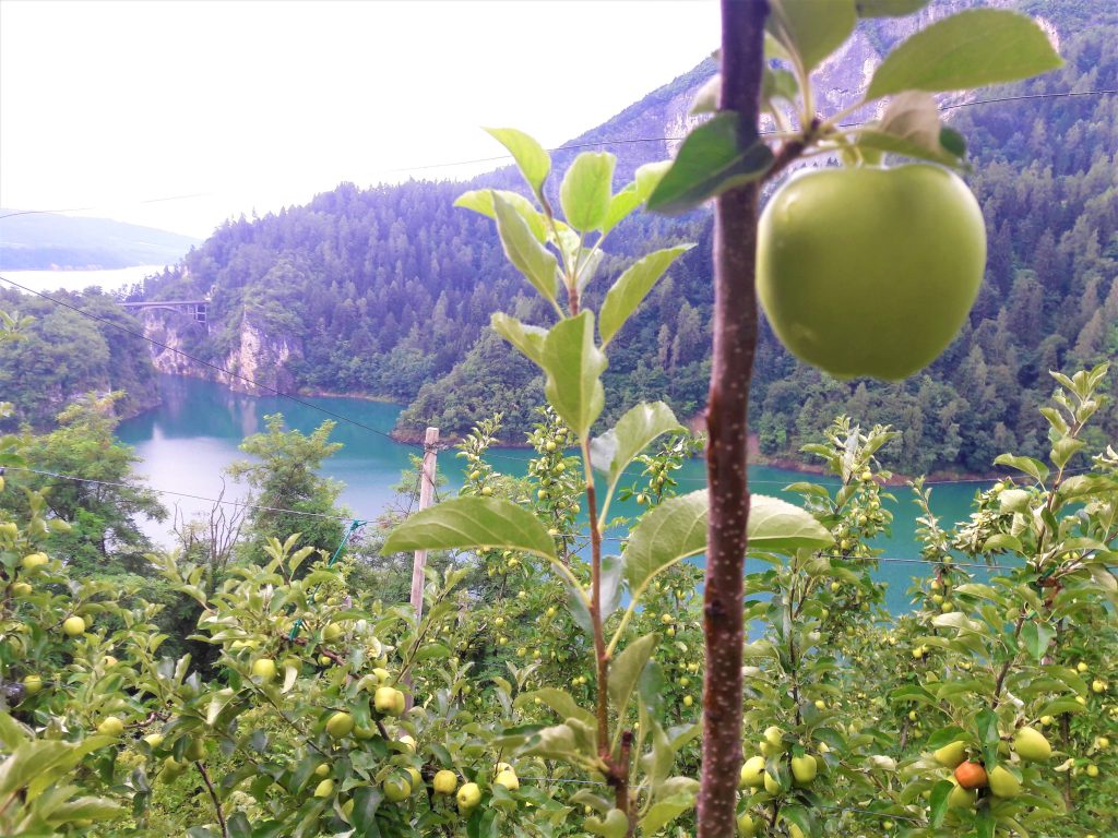 Jablkové sady pri jazere Santa Giustina