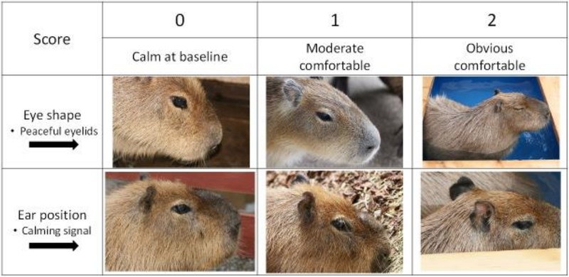 kapybary