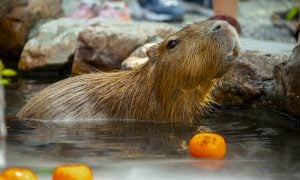kapybara