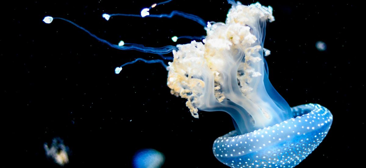 Vedci zachytili na videu vzácnu, obrovskú medúzu.