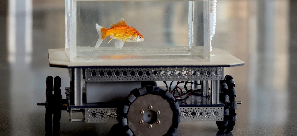 Vedci učia zlatú rybku šoférovať robota na kolieskach