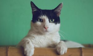 Mačka sa stala hviezdou internetu!