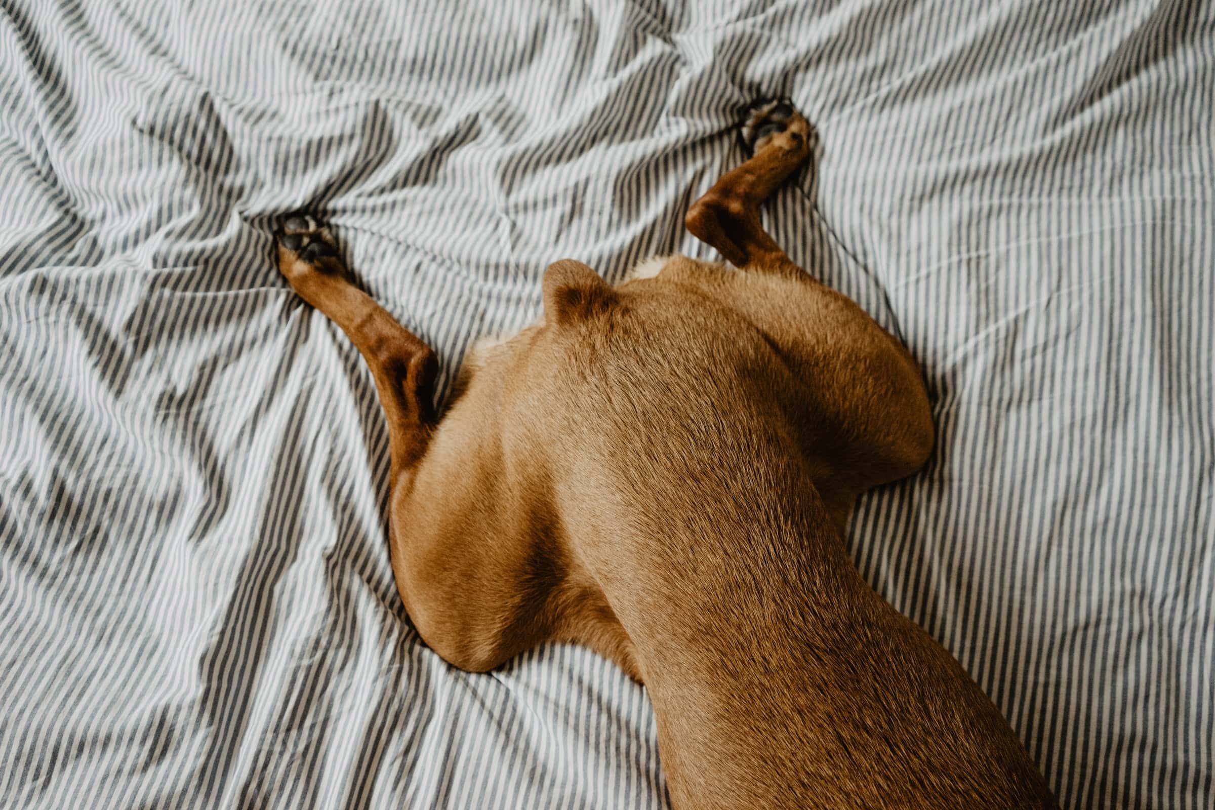 Pes na posteli