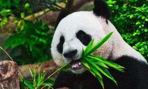 panda