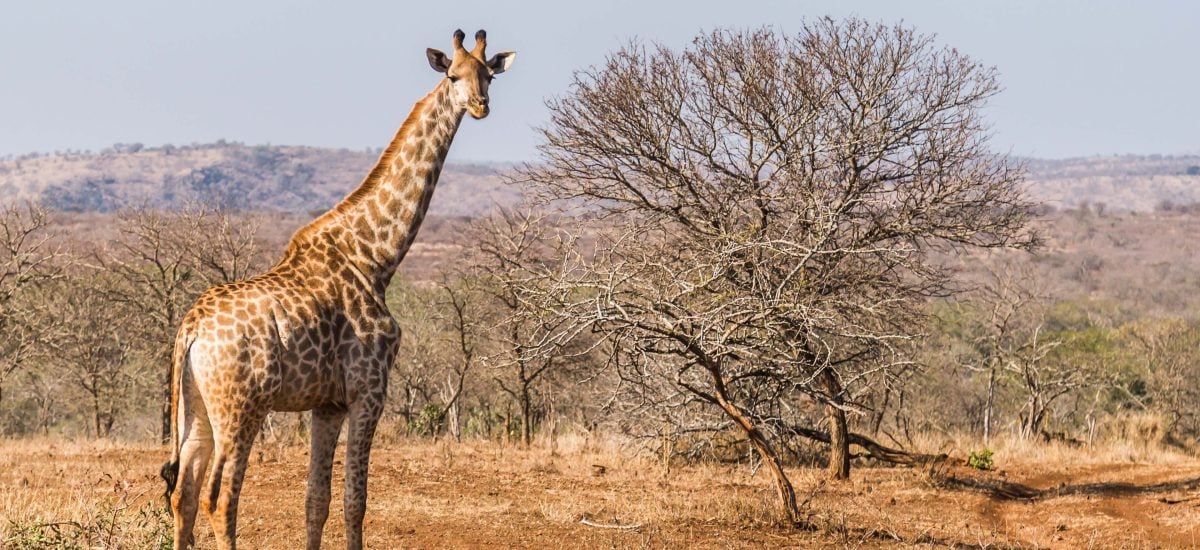 Zaži valentínske rande so žirafou či nosorožcom