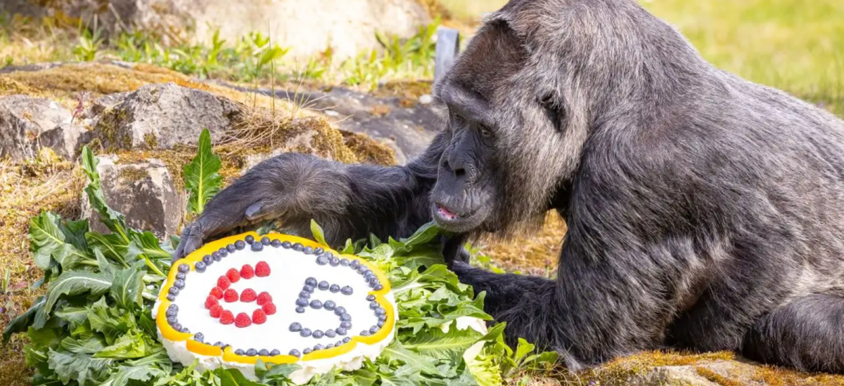 Najstaršia gorila na svete, Fatou, oslavuje 65. narodeniny