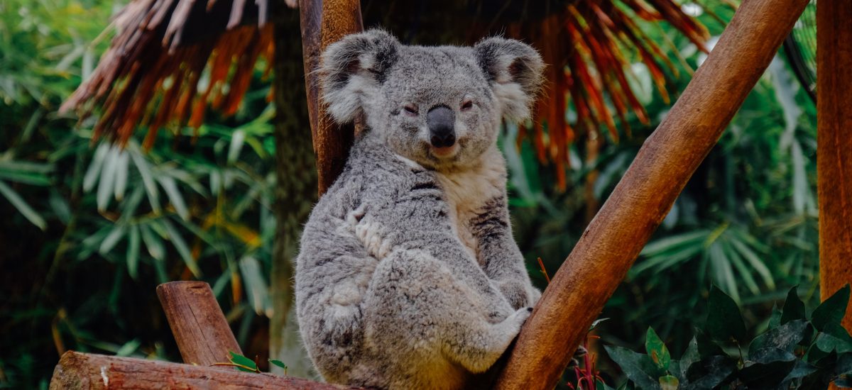 koala sedí na strome