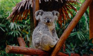 koala sedí na strome