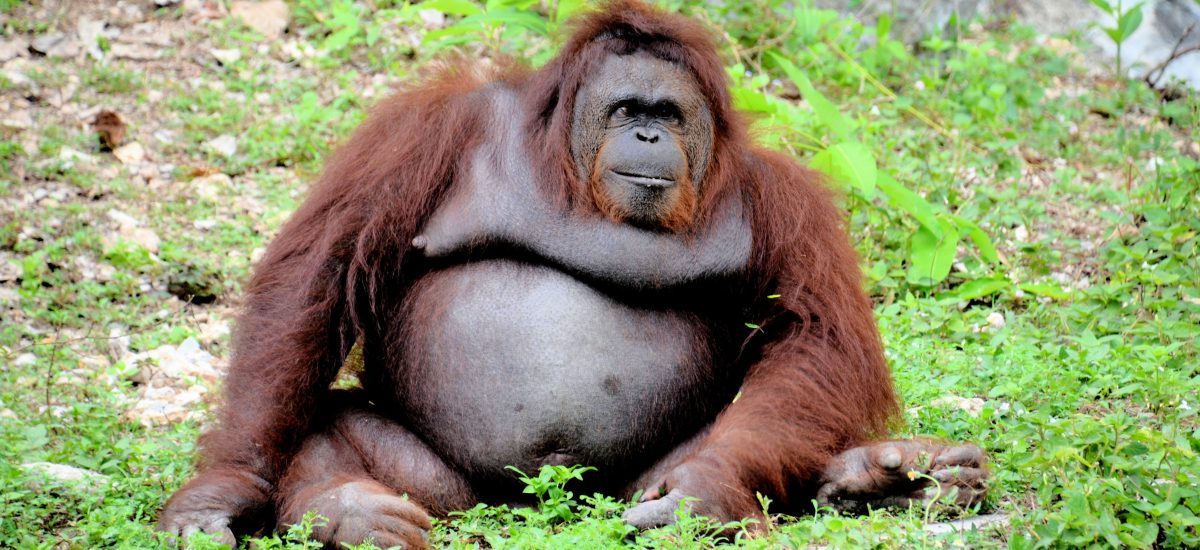 orangutan sedí na zelenej lúke
