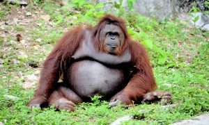 orangutan sedí na zelenej lúke