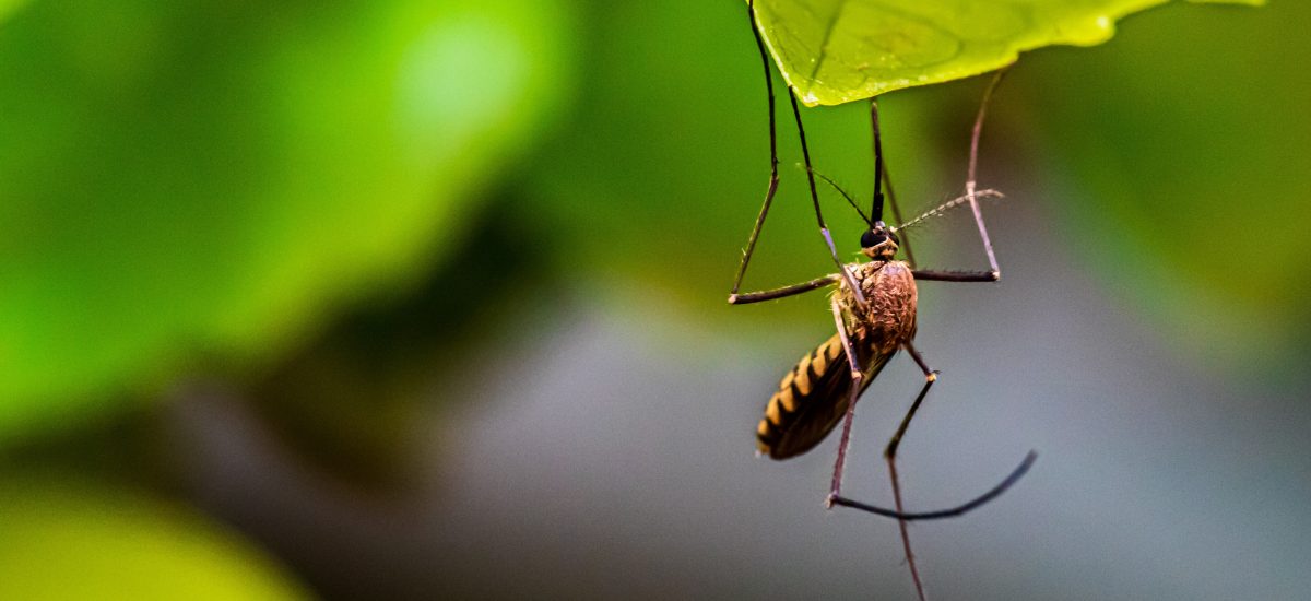 V laboratórium vytvorili nový druh komára: Chcú ich vypustiť!