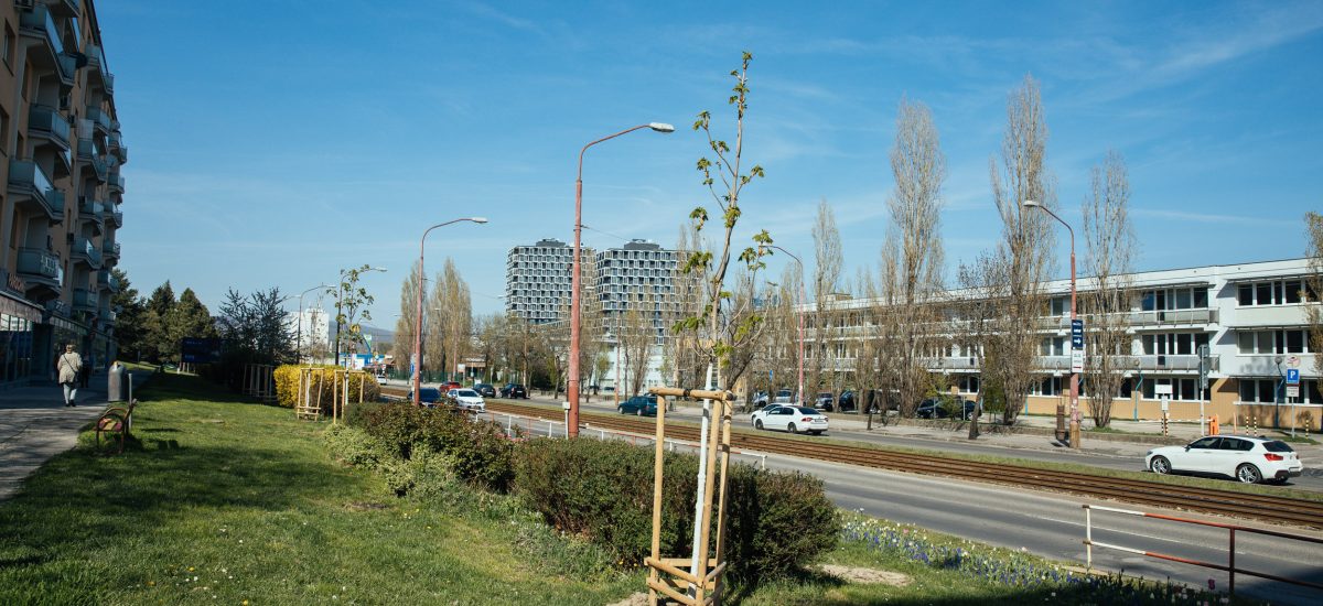 V Bratislave pribudli nové stromy