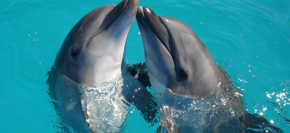 dva delfíny vo vode
