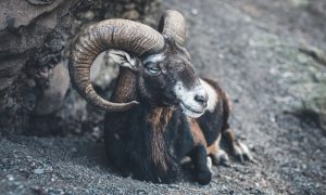 Unikátny prípad barana, ktorého odsúdili za vraždu ženy