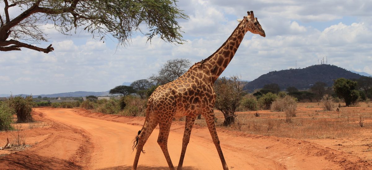 žirafa sa prechádza po savane