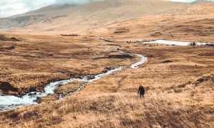 sibírska tundra