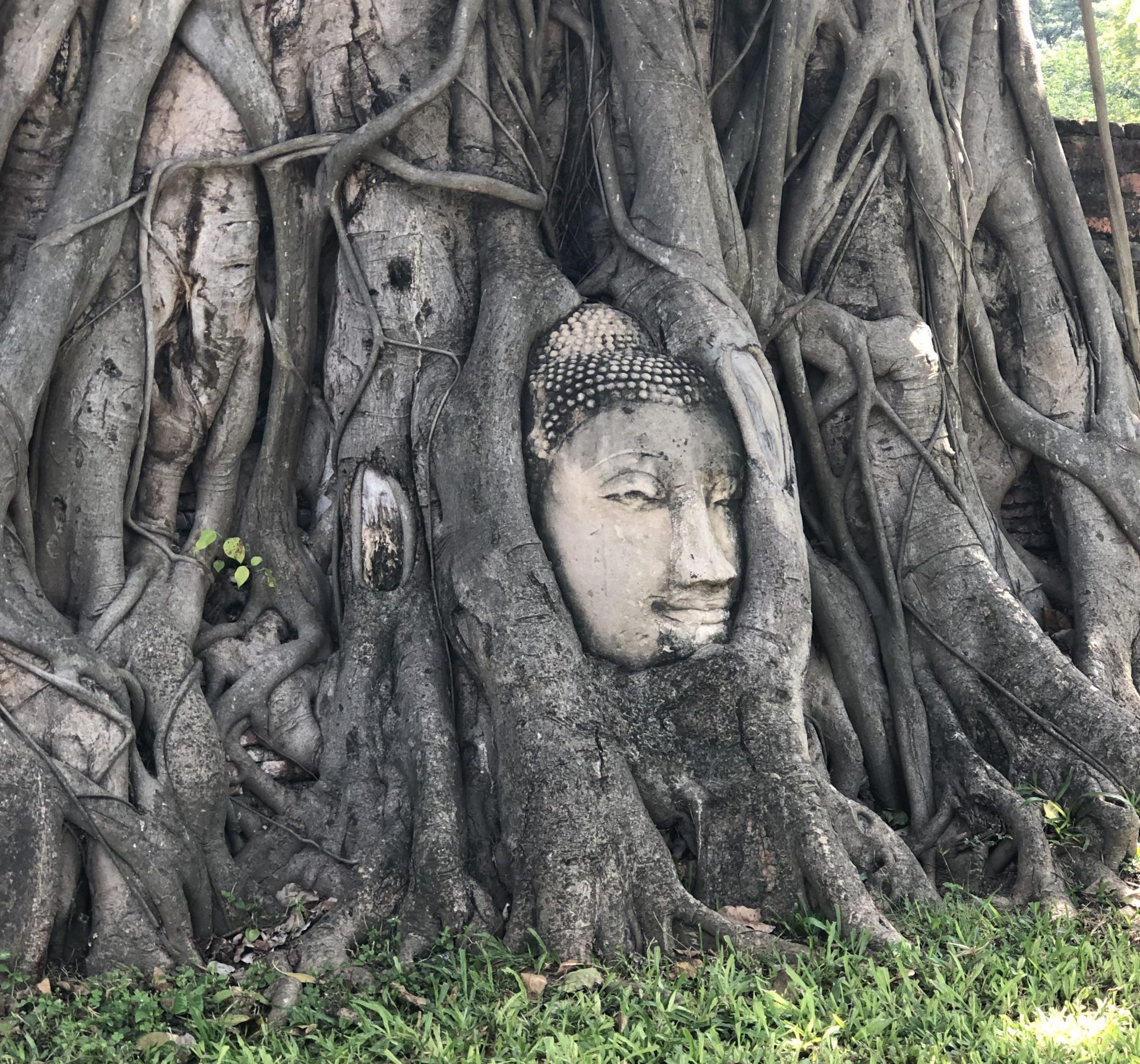 Hlava Budhu Ayutthaya