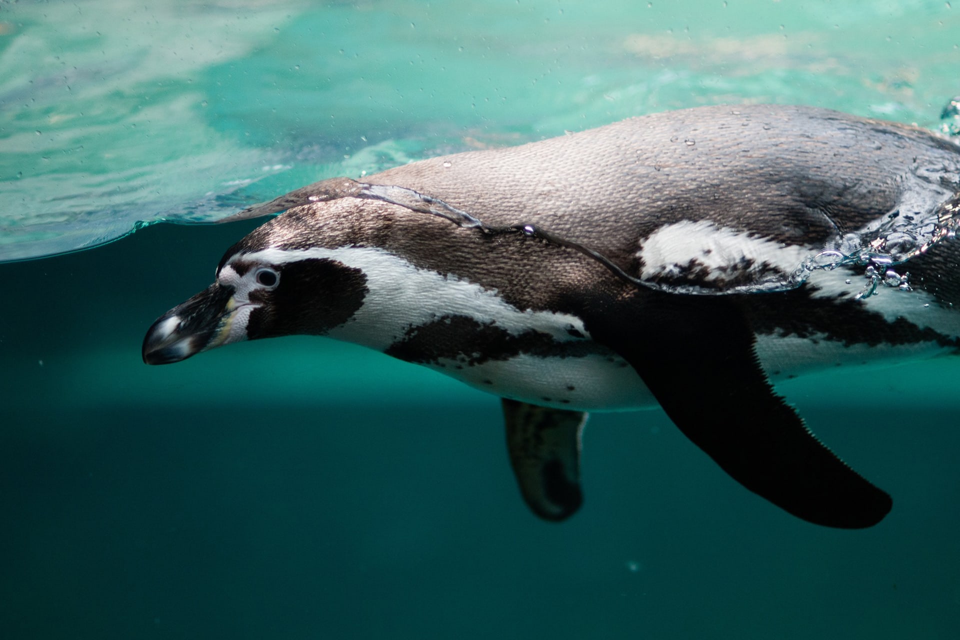 plávajúci tučniak pod hladinou