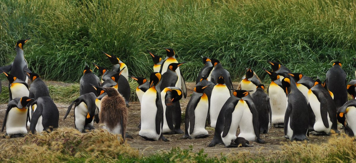 tučniaky na pevnine