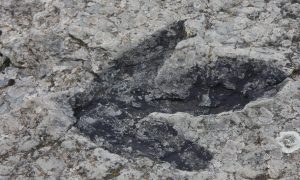 stopa dinosaura