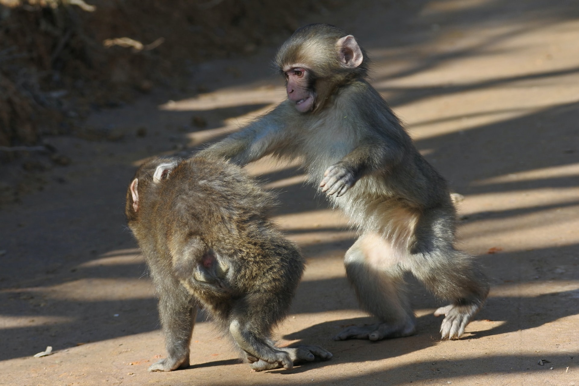 dve bijúce sa opice