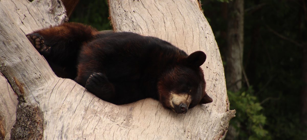 spiaci medveď
