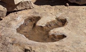 odtlačok chodidla dinosaura nový druh dinosaura