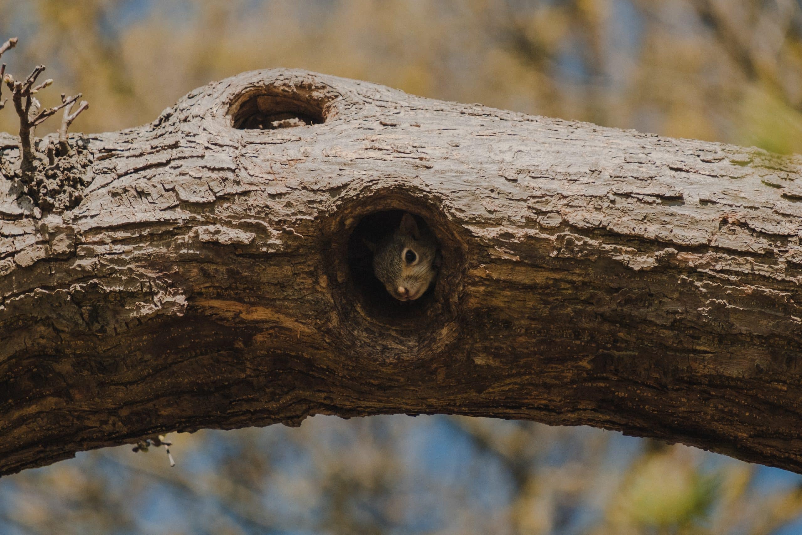 veverička v dutine stromu