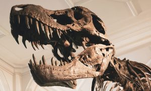 skamenelina dinosaura