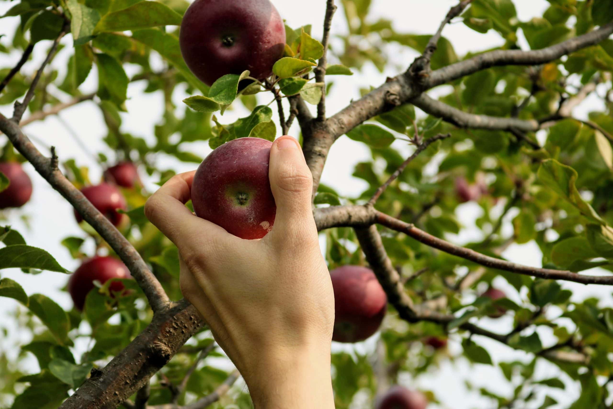 ruka odtrháva jablko zo stromu