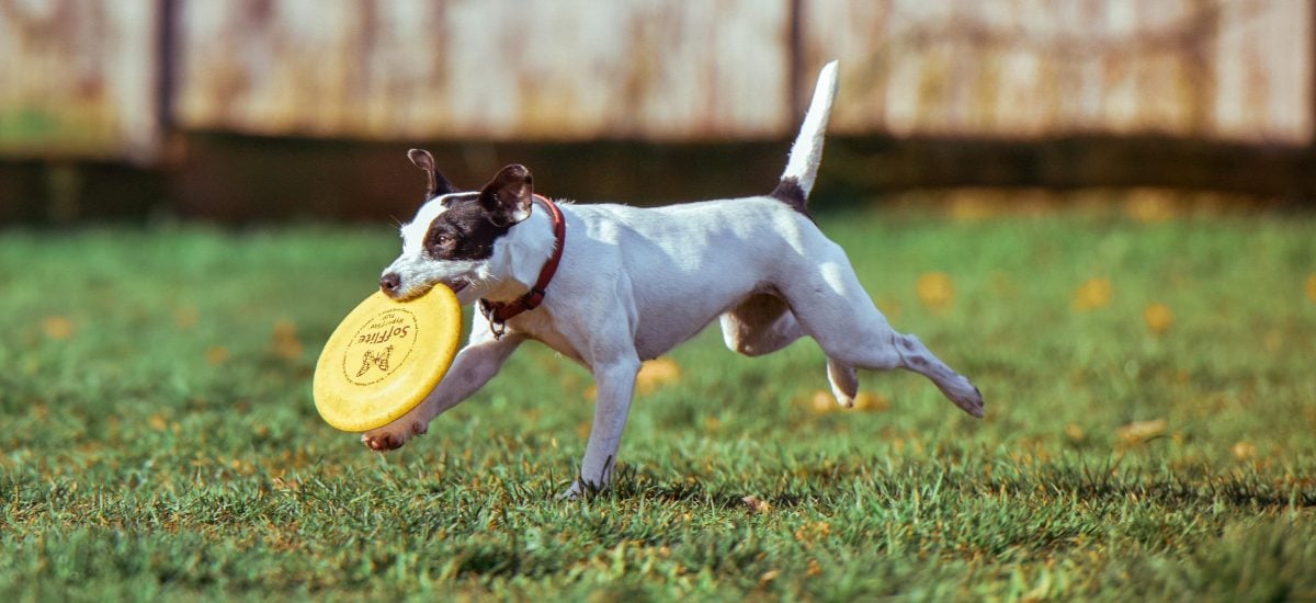 pes s frissbee v papuli