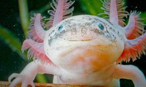 Axolotl mexický