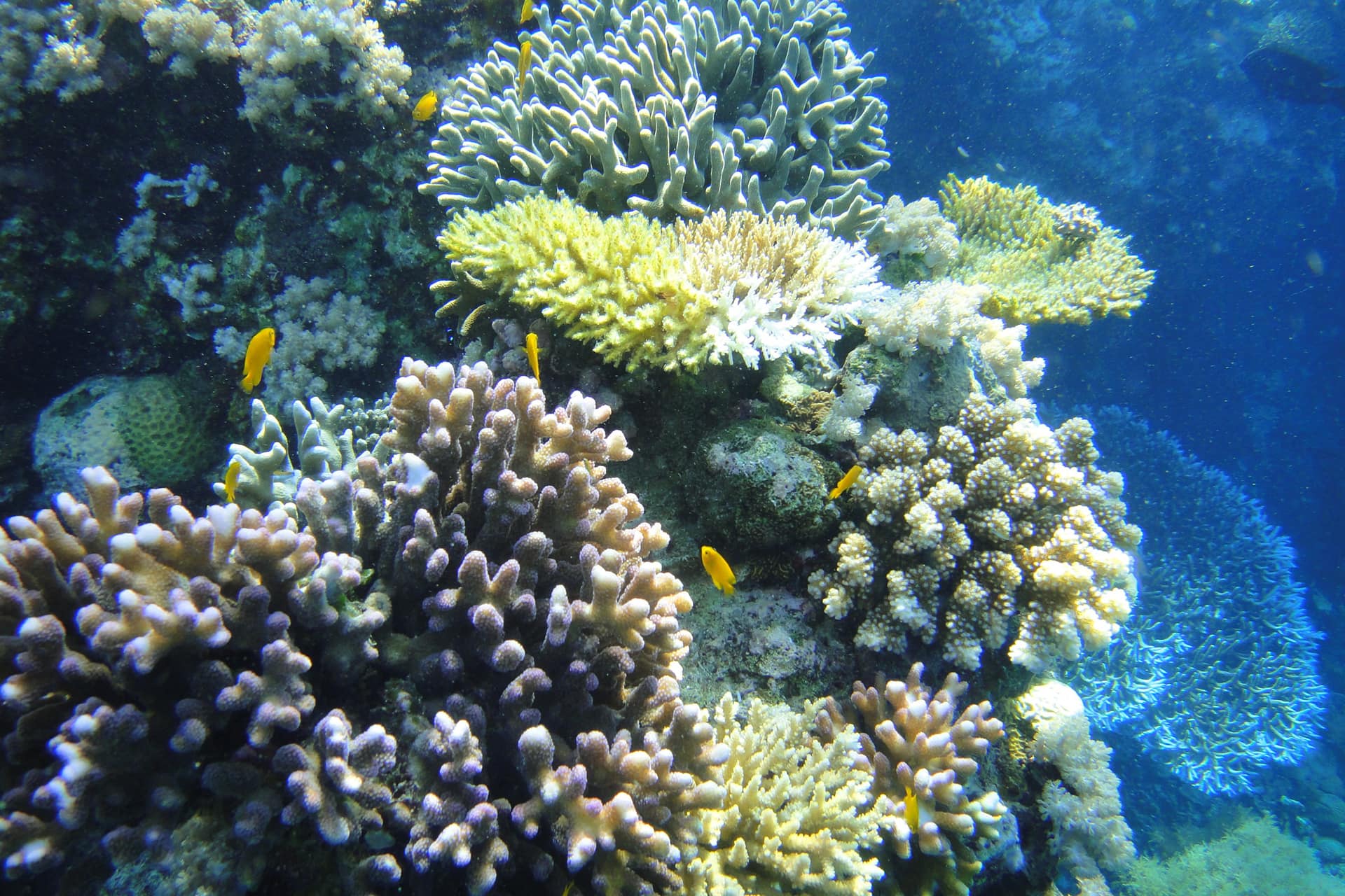 koraly v mori