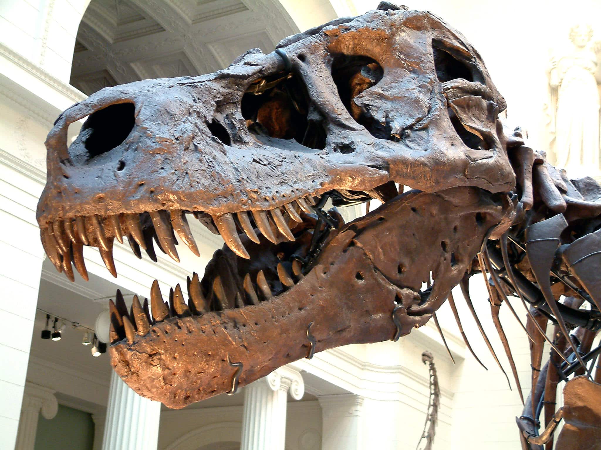 lebka tyrannosaura rexa