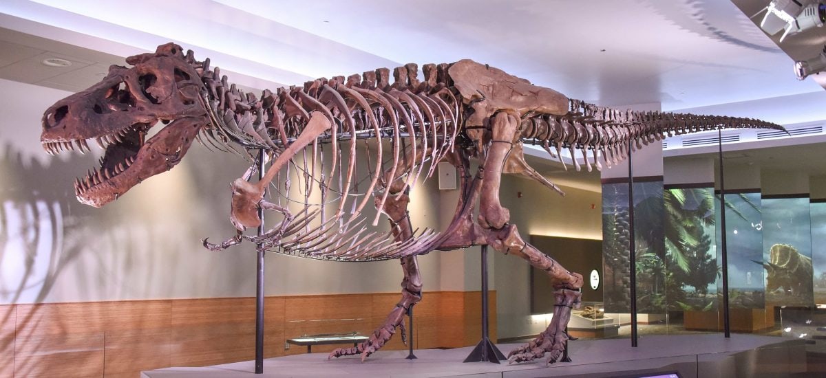 kostra Tirannosaura rexa