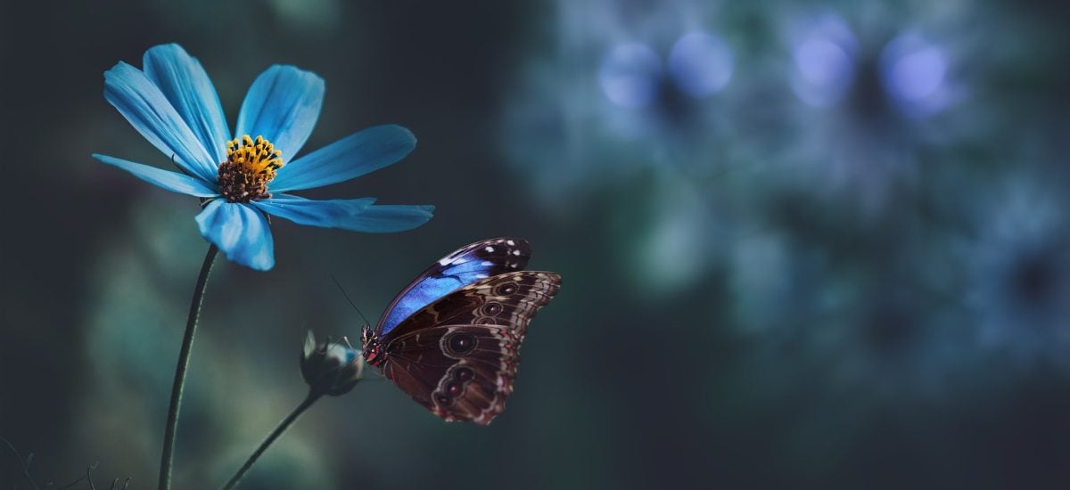 motýľ na modrom kvete